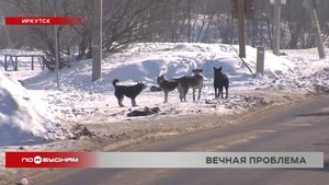 Стая собак в Иркутске терроризирует жителей сразу нескольких улиц