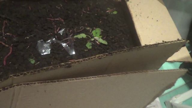 Способ хранения червей. смотреть онлайн