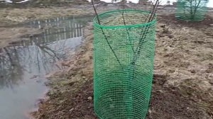 Фундук после зимовки, март 2024г