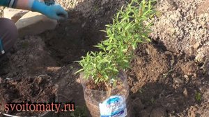 Сажаем многолетники на альпийскую горку