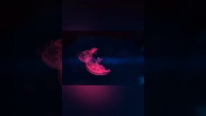 Бетховен лунная соната 1 часть.|Beethoven moonlight sonate n°1.