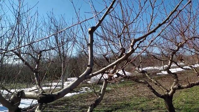 Американская длинная обрезка персика.
