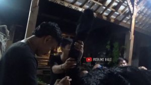 PROSES NGERAKIT BARONG BANGKUNG!! TERNYATA BEGINI RANGKANYA...