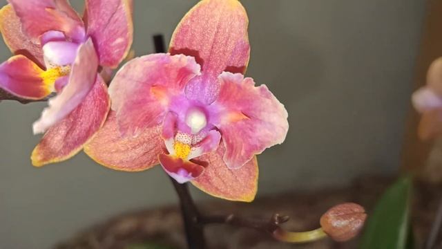 Орхидея Phalaenopsis Парфюмерная фабрика сорт Дасти Бэлл(Dasty Belle) бабочка. Пересадка, описание. смотреть онлайн