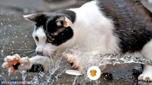 Почему Кошка Трогает Лапой Воду Перед тем, как Начать Пить? Новые Гипотезы КошкоВедов Вас Удивят!
