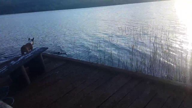 плавун 3 смотреть онлайн