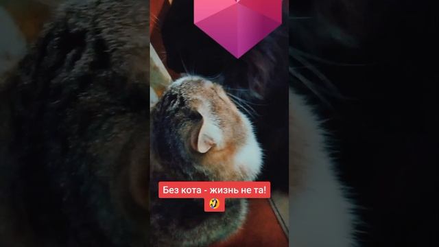 Мои котики ??
⠀
#безкотажизньнета #AlinaKlyukva #кареглазаяблондинка #люблюкошек #моилюбимки
