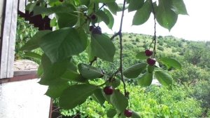 Фундук - только отводки! Вишня - из поросли, обрезка. Ч.2.