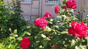 Роза Гранд аморе