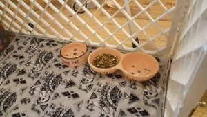 ВОЛЬЕР для КРОЛИКА. Обустраиваем и ЗАСЕЛЯЕМ Каспера