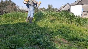 тример STIGA 252D косит сидераты   (горчицу).