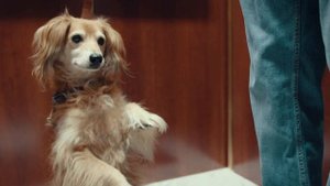 Wahl to the Rescue: Pet Grooming