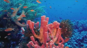 Юг Тихого Океана (2021) HD