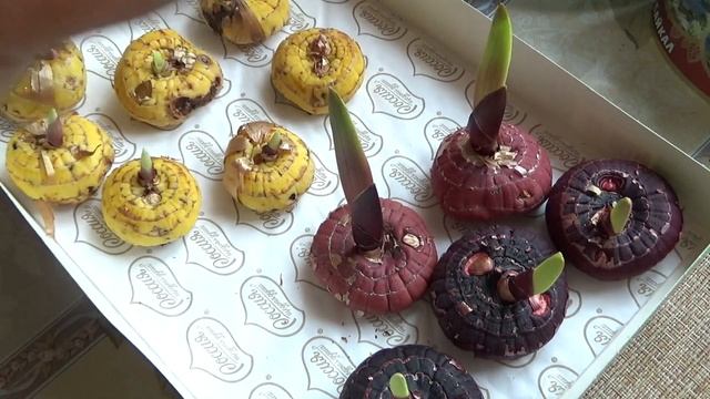 Гладиолусы, подготовка к посадке, теория. смотреть онлайн