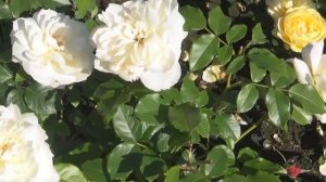 ТОП-5 очаровательных РОЗ французской селекции