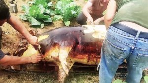 ✅ Забой  огромной свиноматки!