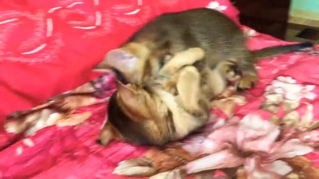 Котята )) от бенгальской кошки и абиссинского кота. Kittens)) from Bengal cat and Abyssinian cat