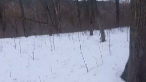 Рабочего или  не рабочего разведения питбуль кто лучше? Сходили навестили  Масяню