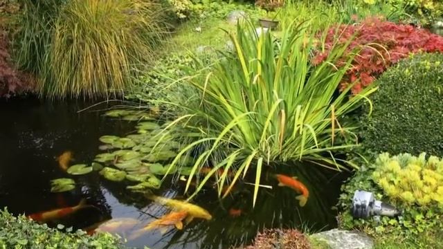 Декоративный пруд на приусадебном участке. Красота своими руками смотреть онлайн