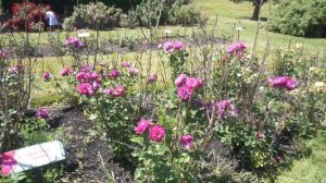 Wild Blue Yonder Grandiflora: Maplewood Rose Garden