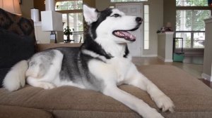 How To Teach A Siberian Husky TO LISTEN TO YOUR COMMANDS!