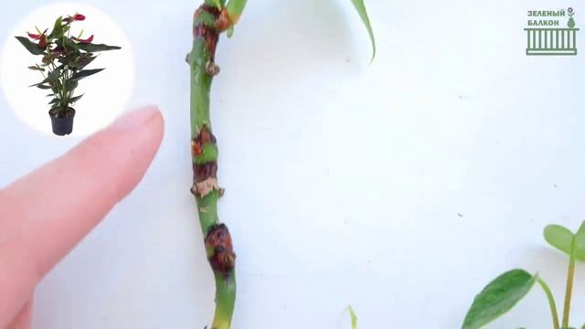 НЕТИПИЧНОЕ ВЫРАЩИВАНИЕ АНТУРИУМОВ/ Автополив для самых маленьких