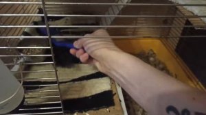 Уборка у всех моих животных/ Как поживает мой кролик? Уборка у декоративных крыс