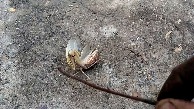 Очень большой богомол. смотреть онлайн