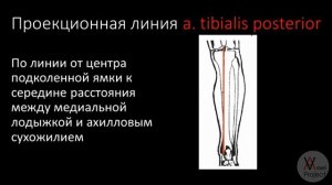 Законы Пирогова, проекционные линии артерий, шов сосуда, пластика и протезирование сосудов.