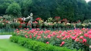 песня "Роза"