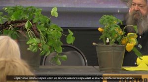Выращиваем сад, огород дома. Домашний сад, огород своими руками
