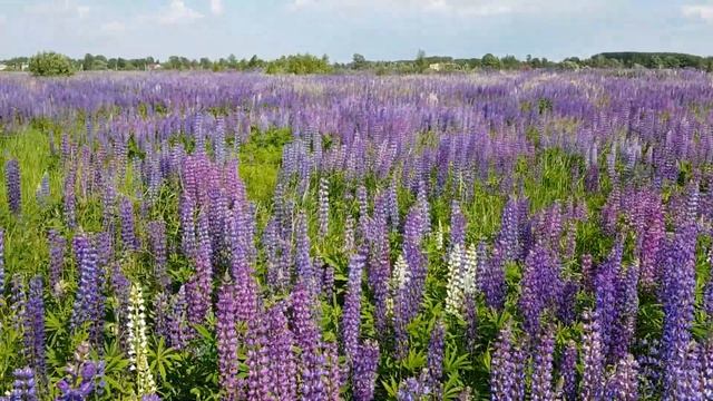Средь поля люпинов! смотреть онлайн