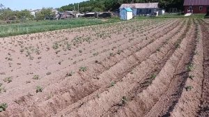 Мотоблок мтз 05.Окучивание дисковым окучником.