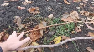 Некоторые тонкости при посадке саженцев винограда.Поздняя посадка. Ноябрь 2022