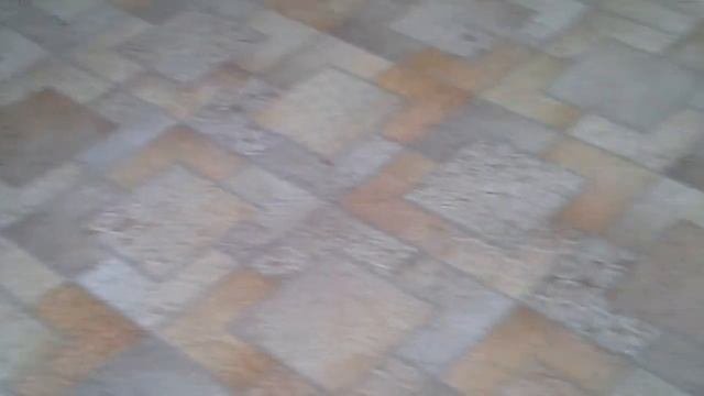 Мишка косолапый.Чихуахуа длинношерстный.