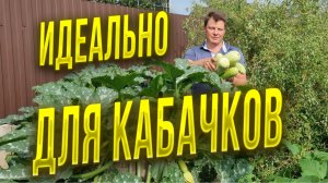 Кабачки растут в огромном количестве и не занимают полезной площади!