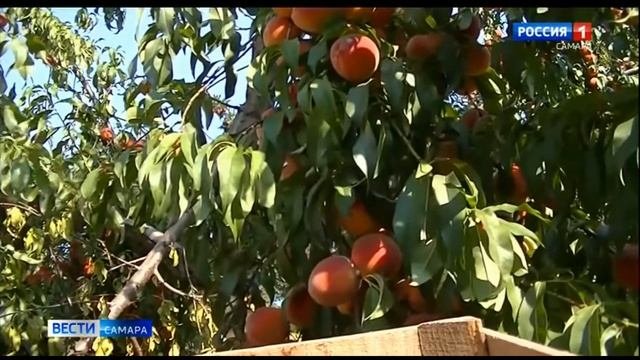 В Самаре открыта продажа саженцев плодово-ягодных культур