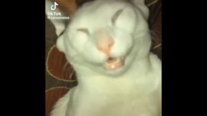 МИЛАЯ И СМЕШНАЯ ПОДБОРКА КОТИКОВ 2024🐱