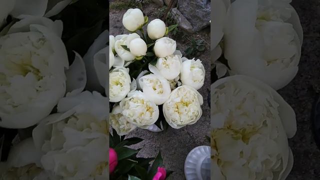 Чарівні піони мого саду! 🇺🇦🌼