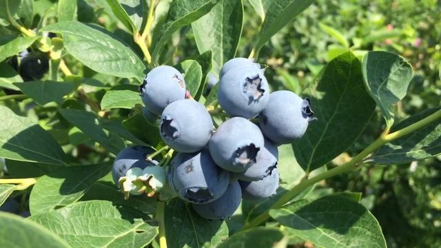 ГОЛУБИКА! СОРТ БЛЮДЖЕЙ (Bluejay) Сладкая ягода!