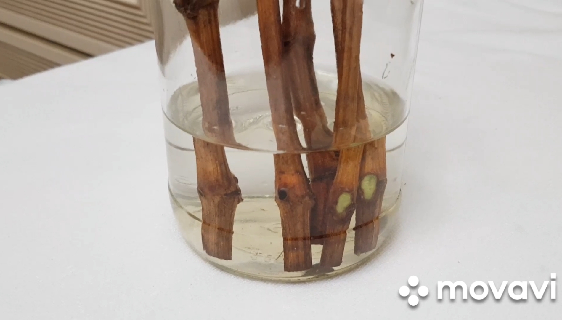 2. Проращивание черенков винограда.