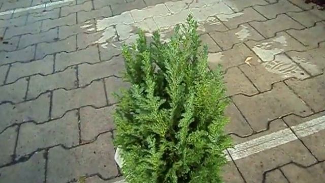 Chamaecyparis lawsoniana Ellwoodii смотреть онлайн
