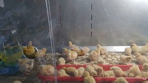 Первые две недели жизни перепелов