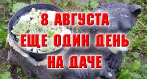 8 августа. Борьба с крапивой. Расцвела нимфея. Розы из коробок.mp4