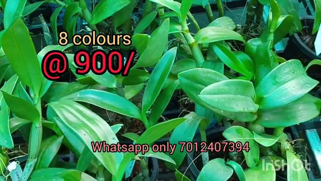 Dendrobium orchid online sale смотреть онлайн