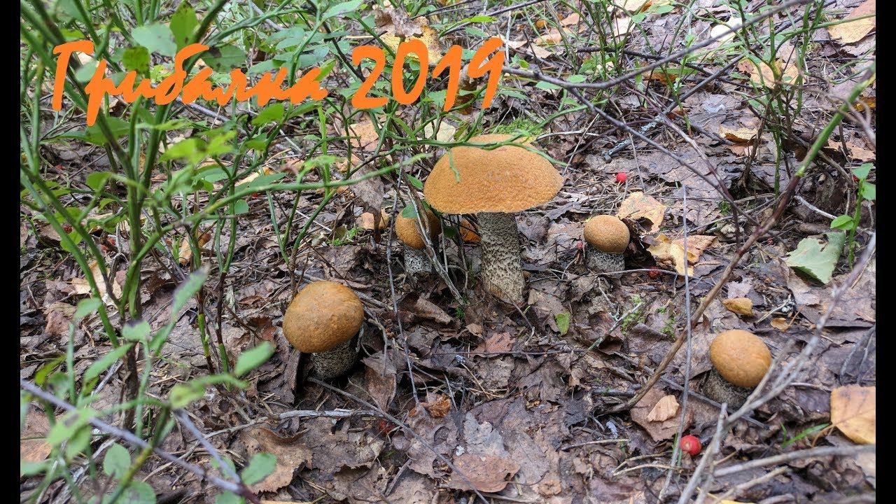 Накосили подосиновиков. Грибалка. Тихая охота смотреть онлайн