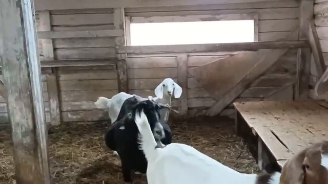 КАК УСТРОЕН КОЗОВНИК НА НАШЕЙ ФЕРМЕ