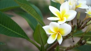 White plumeria in the world