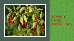 ПЕРЕЦ ЖГУЧИЙ "ДРАКОША"