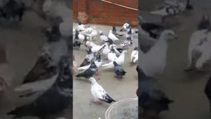 Голуби и голубеводы Индии/Pigeons of India
